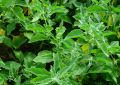 Ashwagandha (4)