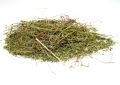 Phyllanthus niruri (Bhui amla) Whole Plant (4)
