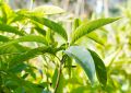 Adusa Leaves (4)