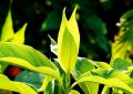 Adusa Leaves (5)