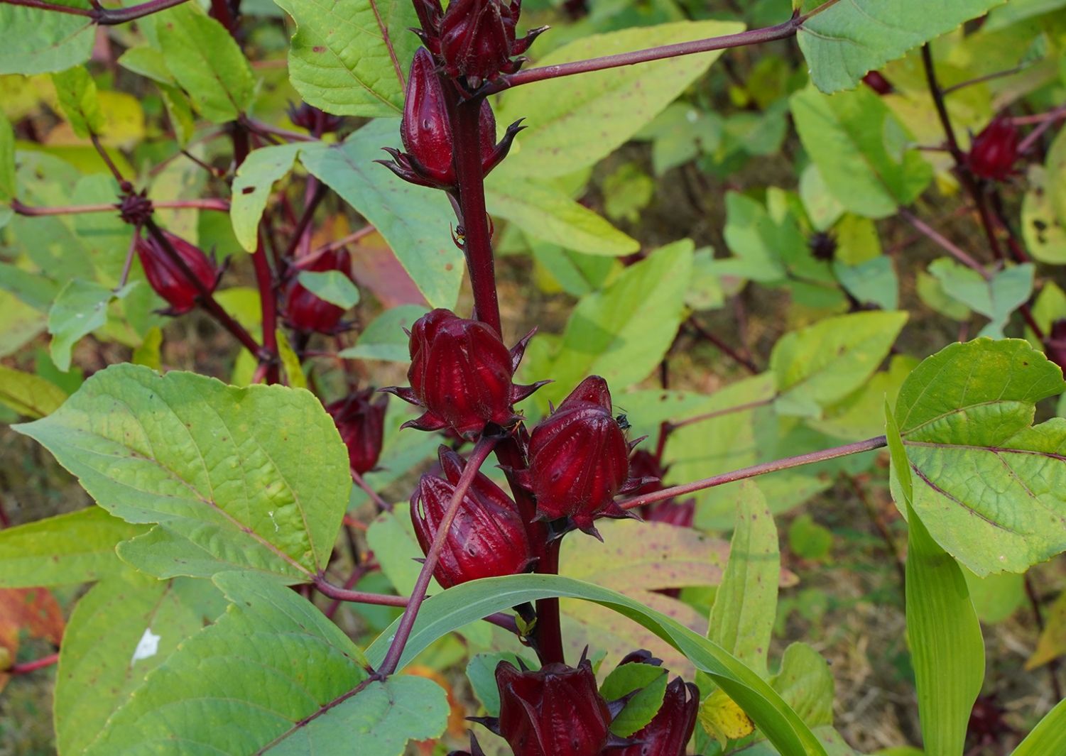 Hibiscus Flowers, Organic Dried Hibiscus, Hibiscus Sabdariffa