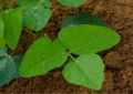 Mucuna (1)
