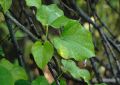 Tinospora Cordifolia (Guduchi) Stem (2)