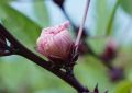 Hibiscus (5)