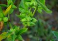 Ashwagandha (6)