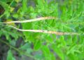 Ashwagandha (3)