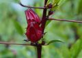 Hibiscus (1)