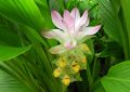 Organic Zingiber Officinale (Ginger) Rhizome 4
