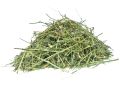 Andrographis paniculata (Kalmegh) Whole Plant