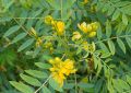 Cassia Angustifolia (Senna) Leaves (3)