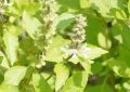 Ocimum Sanctum (Rama Tulsi) Leaves (1)