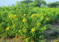 Cassia (7)