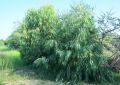 Eucalyptus (1)