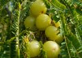 Amla (1)