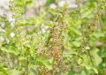 Ocimum Sanctum (Rama Tulsi) Leaves (3)