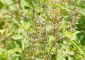 Ocimum Sanctum (Rama Tulsi) Leaves (2)