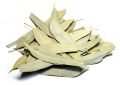 Eucalyptus globulus (Eucalyptus) Leaves (3)
