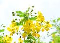 Cassia (5)