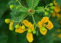Cassia (3)