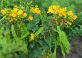 Cassia (6)