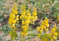 Cassia Angustifolia (Senna) Leaves (5)