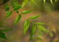 Organic Neem Azadirachta Indica (5)
