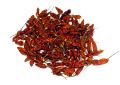 Capsicum annuum (Bird's Eye Chilli) Fruit (6)