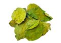 gymnema-sylvestre-
