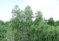 Eucalyptus (3)