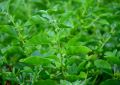 Ashwagandha (7)