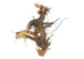 Cyperus rotundus (Nagarmotha) Roots (1)