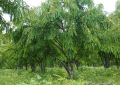 Amla (2)