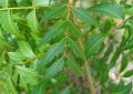 Organic Neem Azadirachta Indica (3)