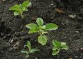 Ashwagandha (2)