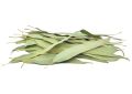 Eucalyptus globulus (Eucalyptus) Leaves