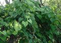 Tinospora Cordifolia (Guduchi) Stem (4)