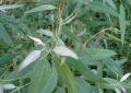 Eucalyptus (2)