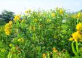 Cassia (4)