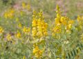 Cassia Angustifolia (Senna) Leaves (6)