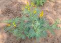 Cassia Angustifolia (Senna) Leaves (1)