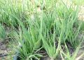 Aloe Vera (1)