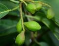 Organic & Fair For Life Certified Terminalia chebula (Harad) - Fruits by Cultivator Natural Products, India
