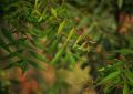 Organic Neem Azadirachta Indica (6)
