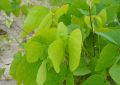 Mucuna (3)